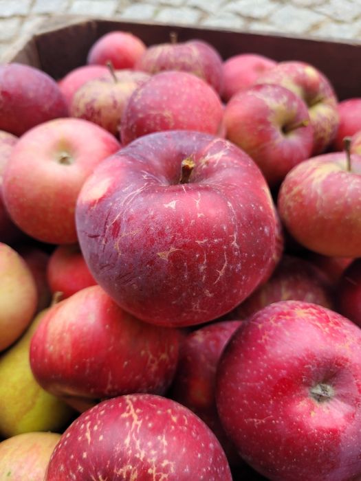 Jabłka Stara Odmiana Malinówka