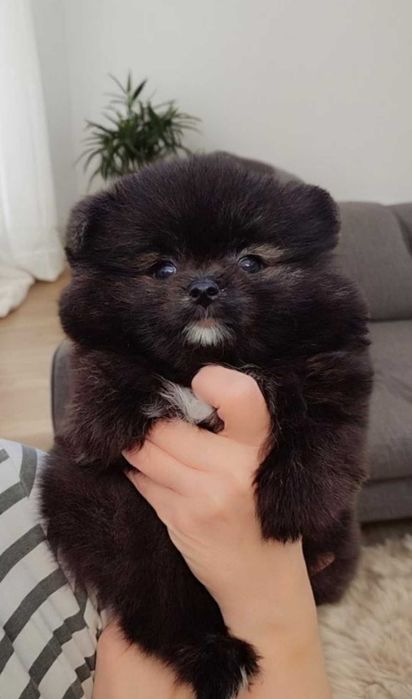 Очаровательный мальчик померанчик. Мишка.