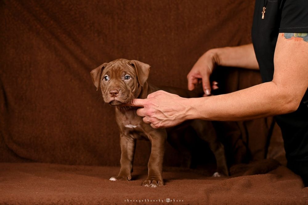 Крутезний хлопець американського пітбультерєра, пітбуль, піт, АПБТ,