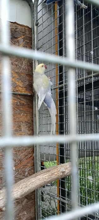 Aleksandrety obrożna samica lęgowa i młoda