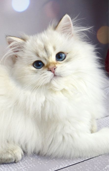 Британская золотая шиншилла котята