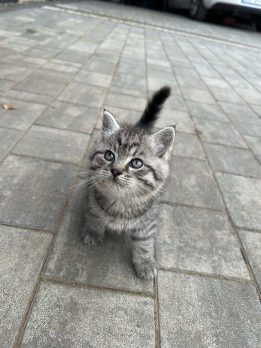 Oddam 3 koty 1.5 miesiąca