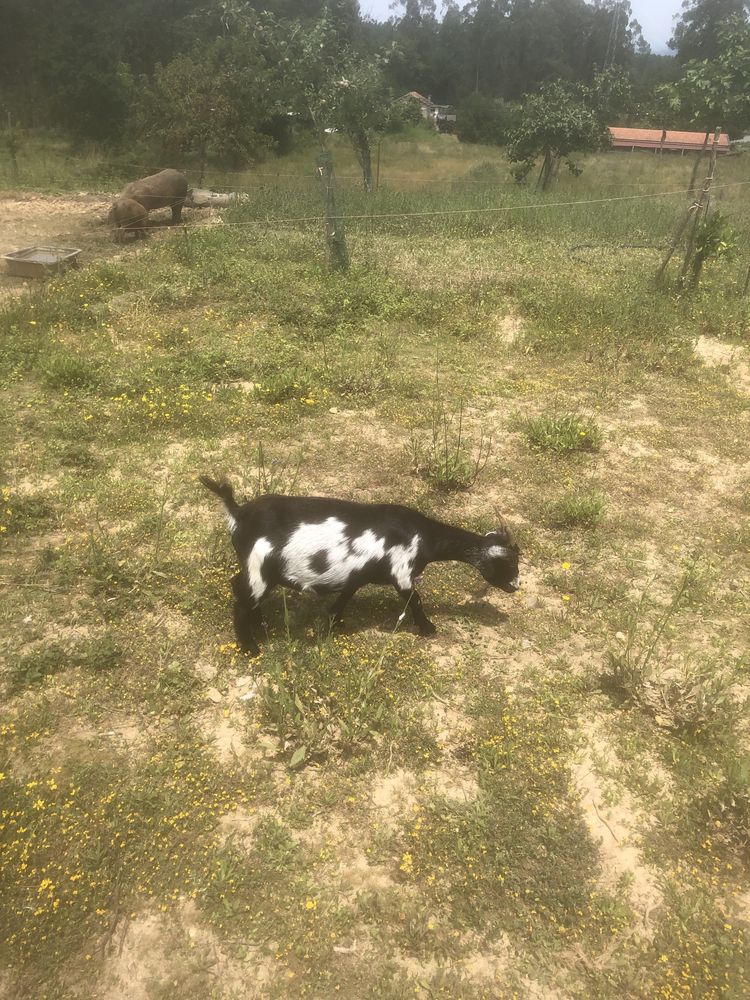 Vendo ou troco estes animais…