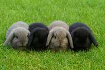 Króliki mini lop (miniaturka / baranek)