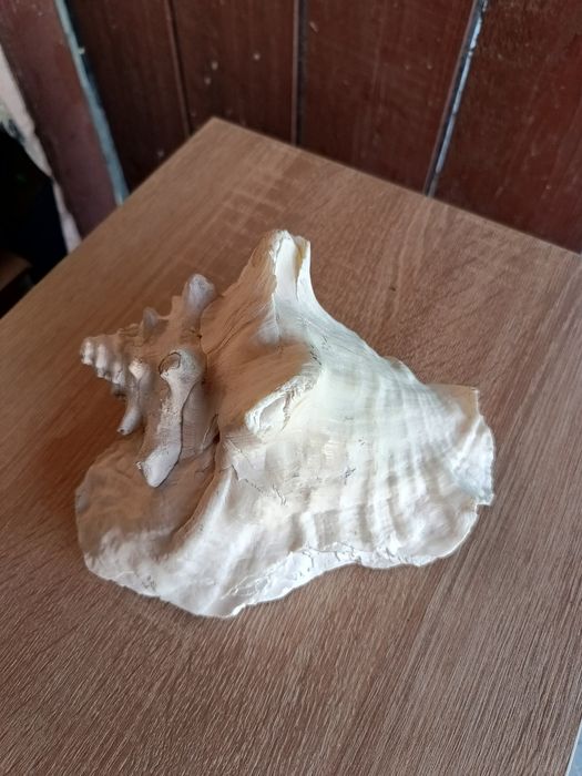 Duża muszla z oceanu