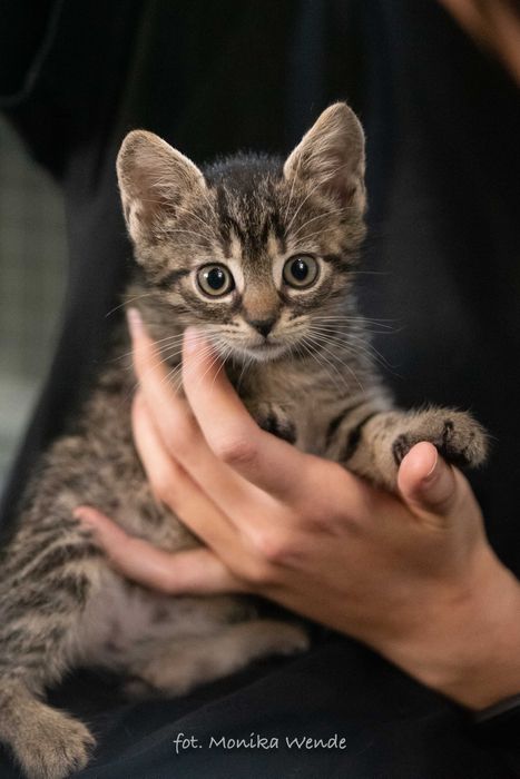 Mała kotka EUGIENIA szuka kochającego domu