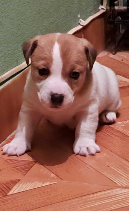 Vendo Jack russel Terrier com Pedigree Macho