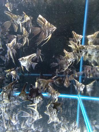 Skalary Mix Piękne Zdrowe Młodziutkie