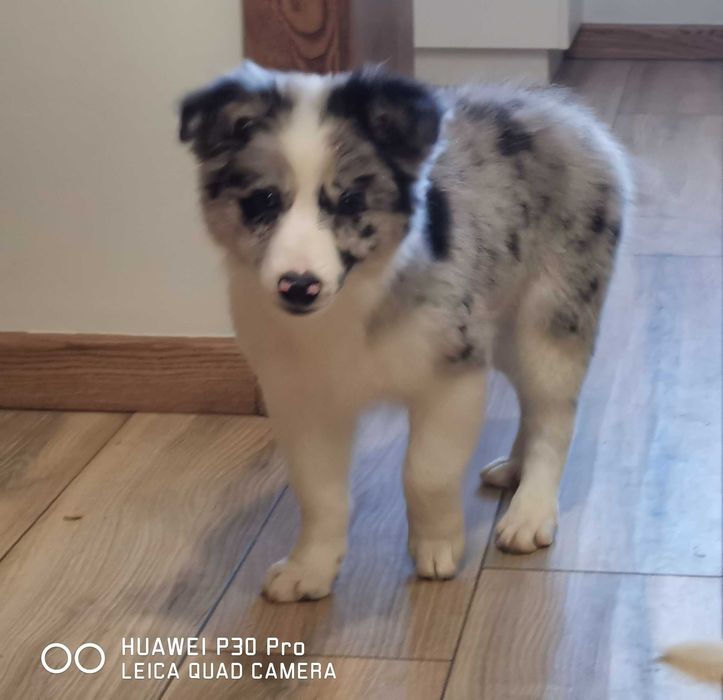 Border collie suczka Blue merle