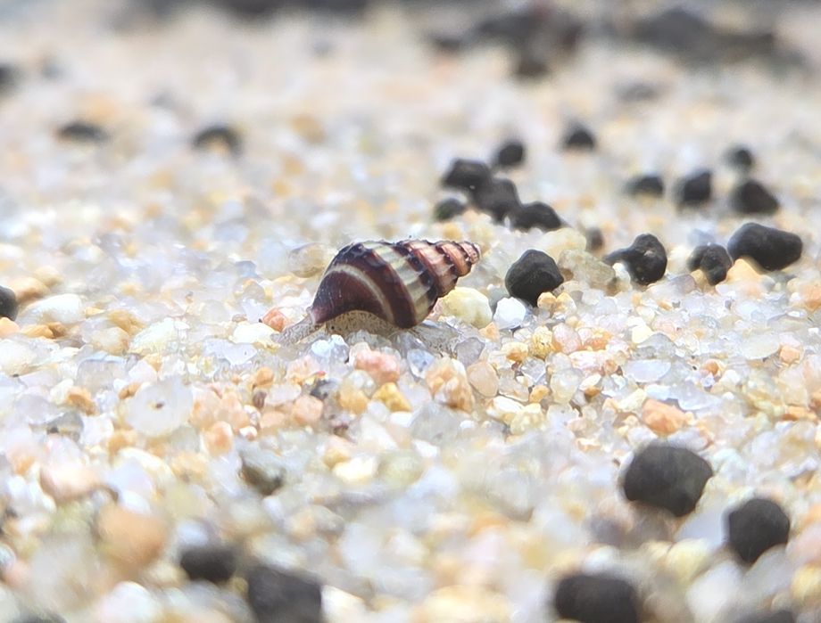 Caracol Assassino (Anetome Helena)