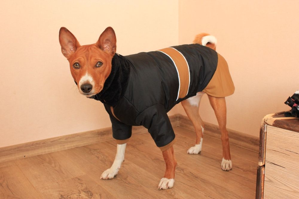 Одяг для Басенджи