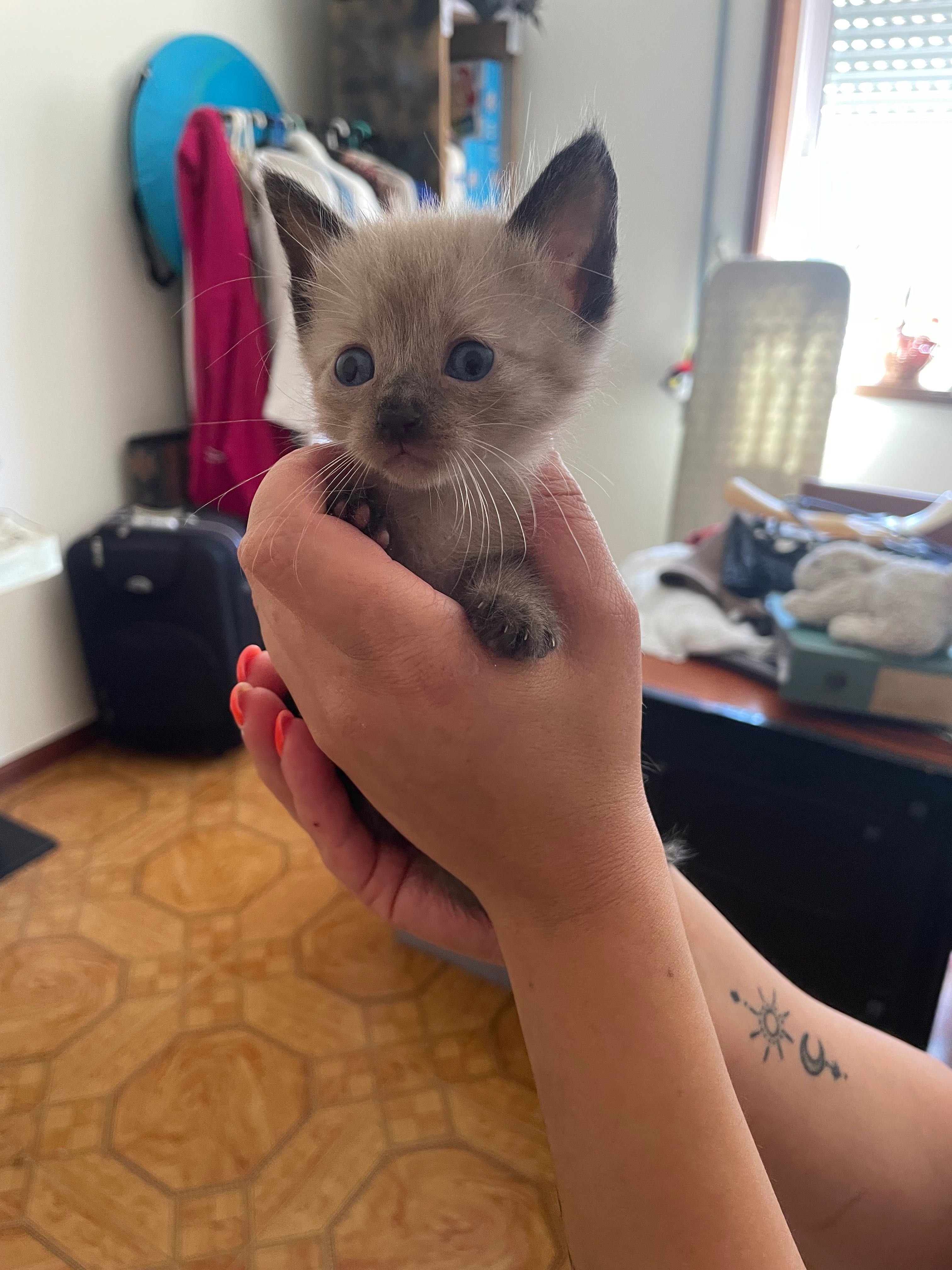 Gatos bebés para adoção urgente