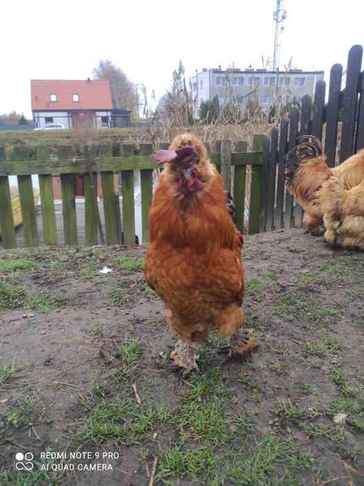 Koguty siłka jedwabista i mieszany-3 szt