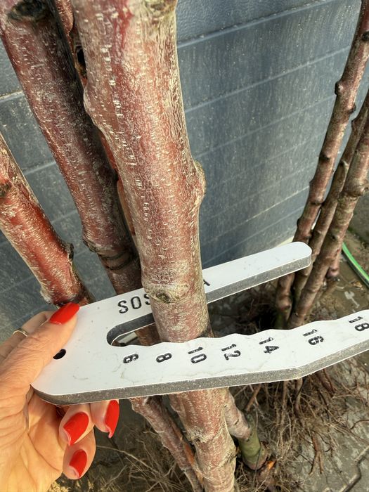 Sliwa wisniowa Pisardii pien 180-220cm