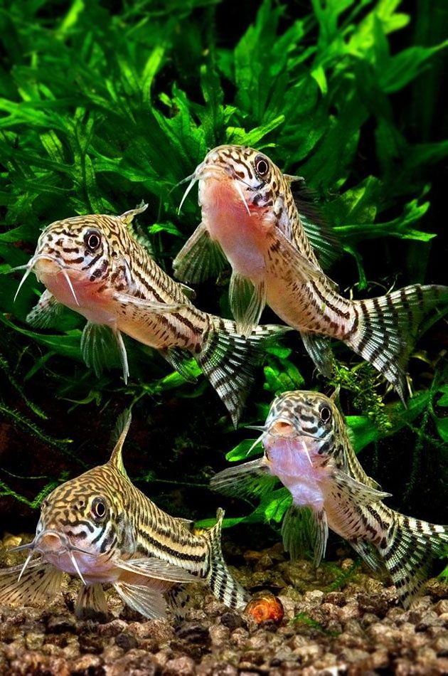 Kirysek trójpręgi (Corydoras trilineatus) PROMOCJA