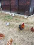 Ovos caseiros de galinhas do campo