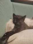 2 gatinhas pretas