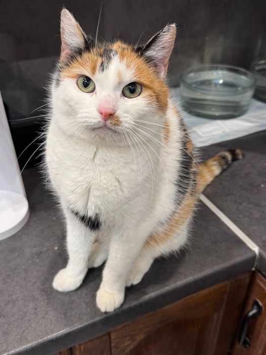 Hrabina szuka swojego królestwa na stałe