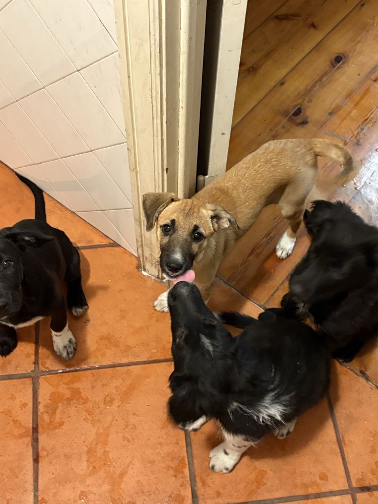 Cães Bebés para Adoção Responsável