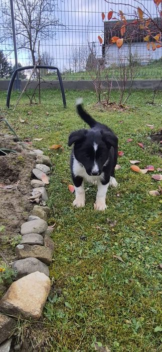 Sprzedam suczkę Border collie