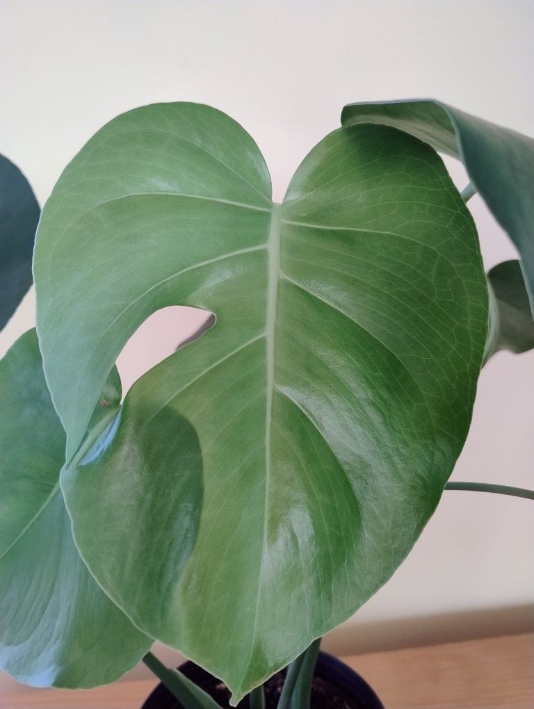 Monstera deliciosa , dekoracyjny kwiat doniczkowy, doniczka C13