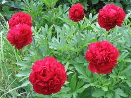 Саджанці сортових піонів