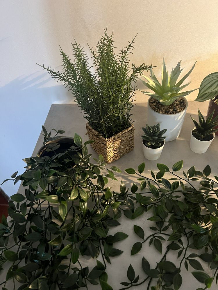 Conjunto de plantas de decoração