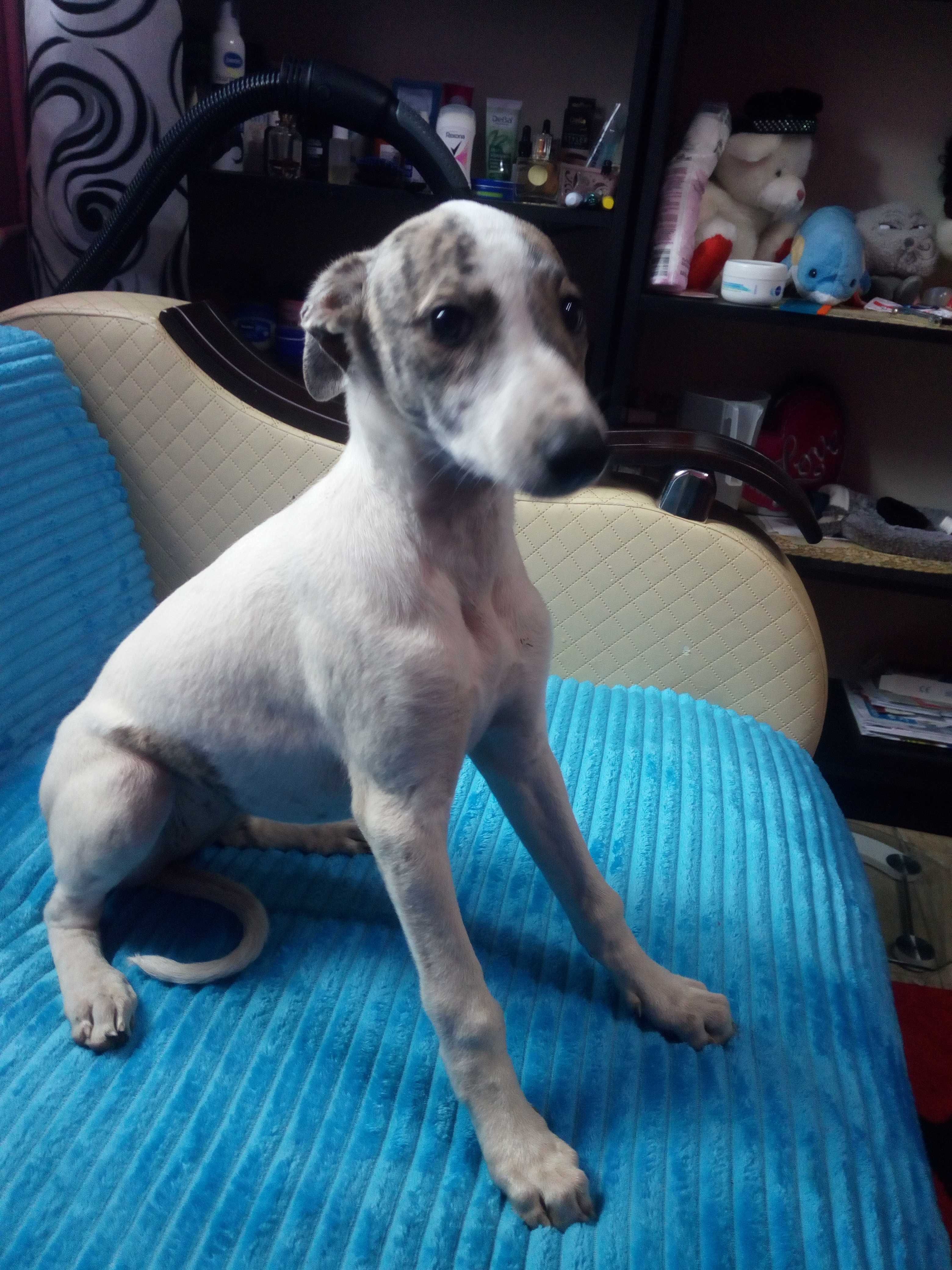 Chart Angielski Whippet.  suczka