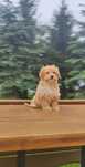 Śliczne Szczenięta Maltipoo  • GOTOWE DO ODBIORU •