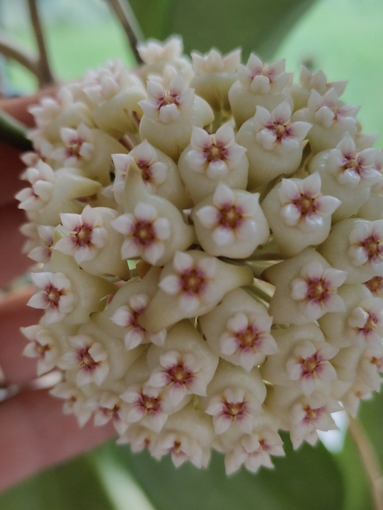 Hoya Pottsii splash cała roślina