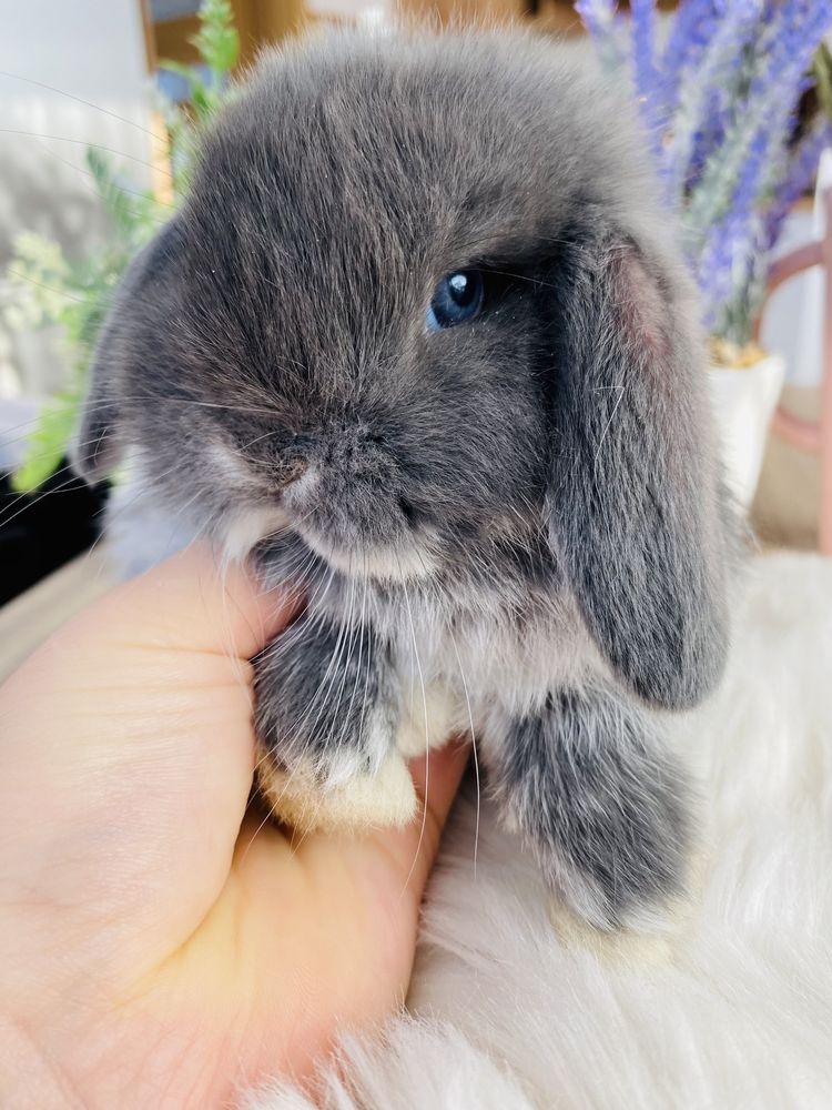 Hodowla królików MINI LOP - królik miniaturka/metryka