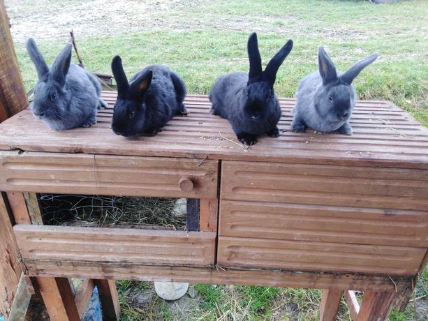 Czarno szare króliki