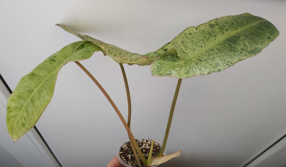 Філодендрон    Paraiso Verde