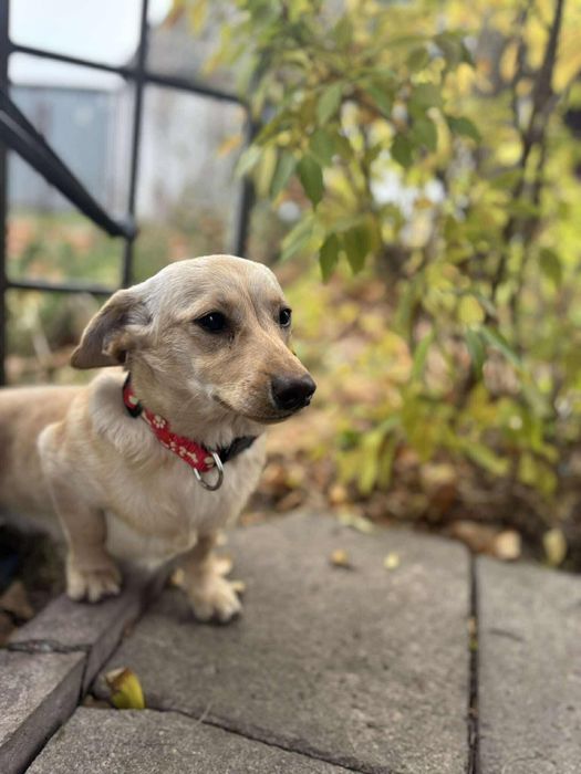 Śliczna sunia do Adopcji