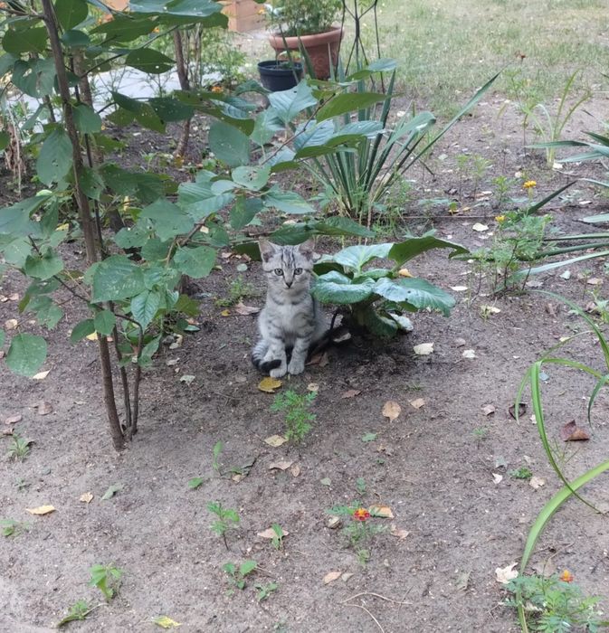 Oddam 4 kocięta ok 5 mies.