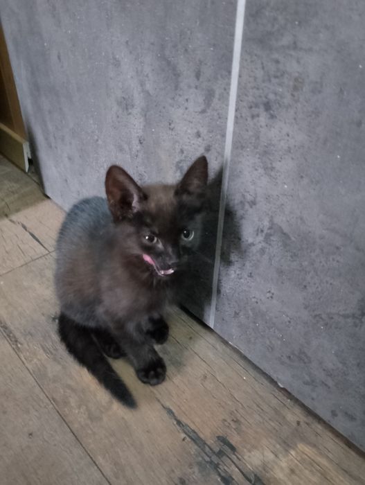 Oddam małego kota do adopcji
