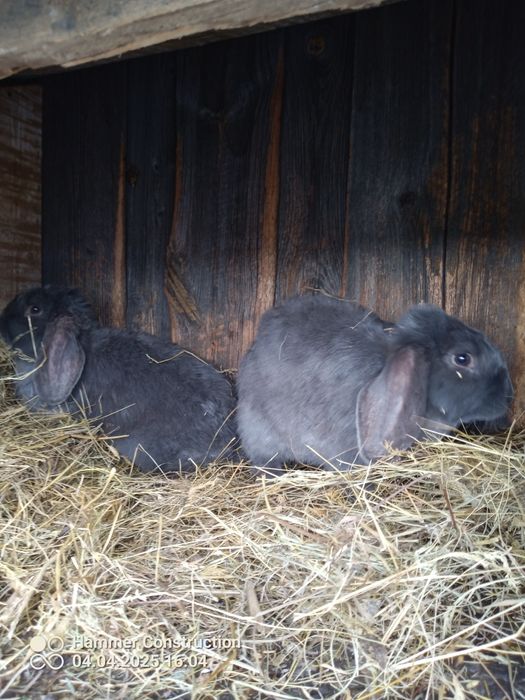 Króliki baran francuski