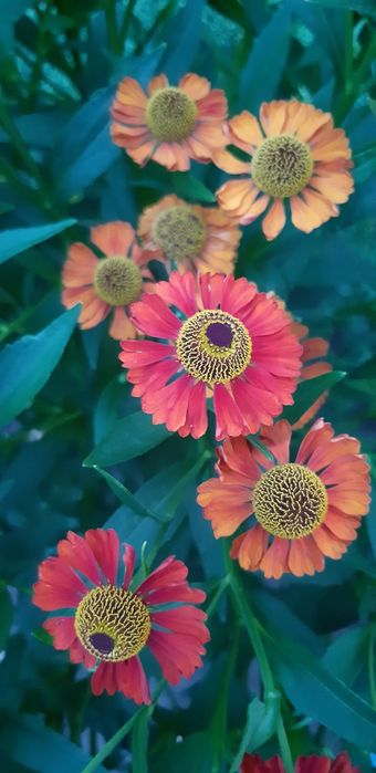 Продам  многолетние  обильно цветущие цветы. Гелениум.