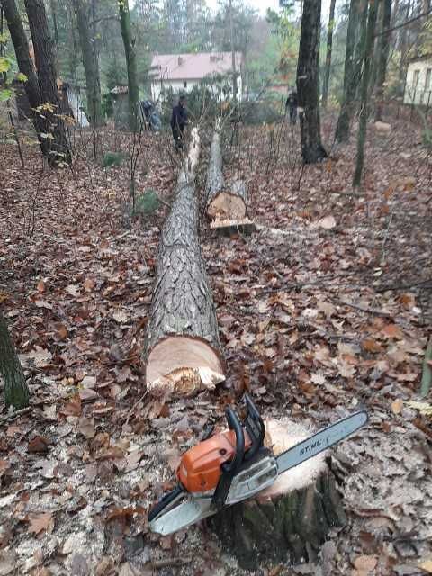 Alpinistyczna ścinka drzew / wycinka drzew / sprzątanie po wycince