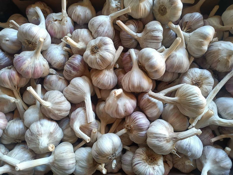 Czosnek polski HARNAŚ warkocze, pęczki, główki