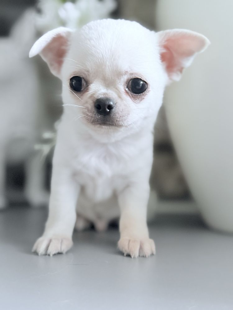 Piesek Chihuahua xs z prawdziwym rodowodem ZKwP FCI