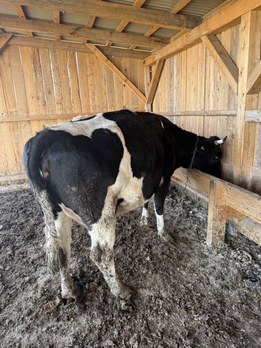 Sprzedam krowę mleczną cielną