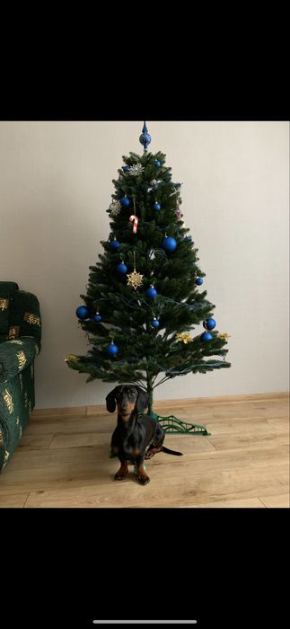 Ялинка лита 180 см