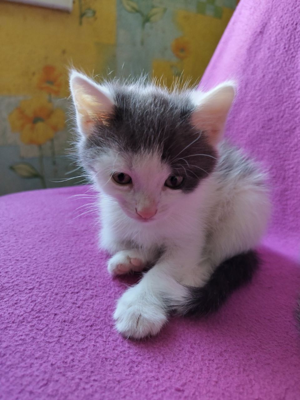 Кошенята шукають люблячу родину