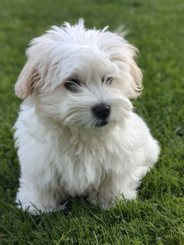 Coton de Tulear - szczeniak FCI