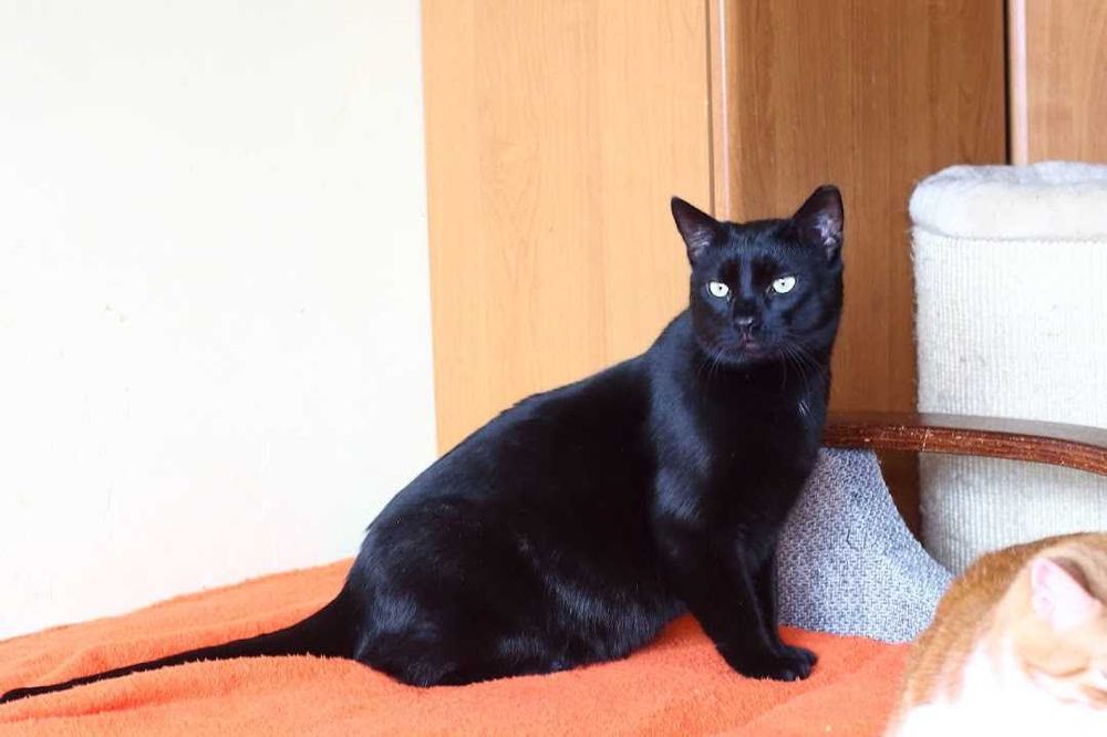 Bil Środusiem zwany- piękny, duuuuży, błyszcząco czarny!