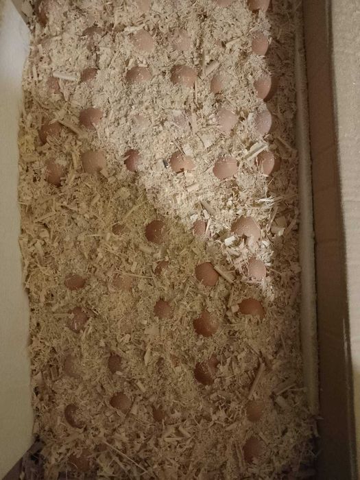 Інкубаційне яйце коб 500