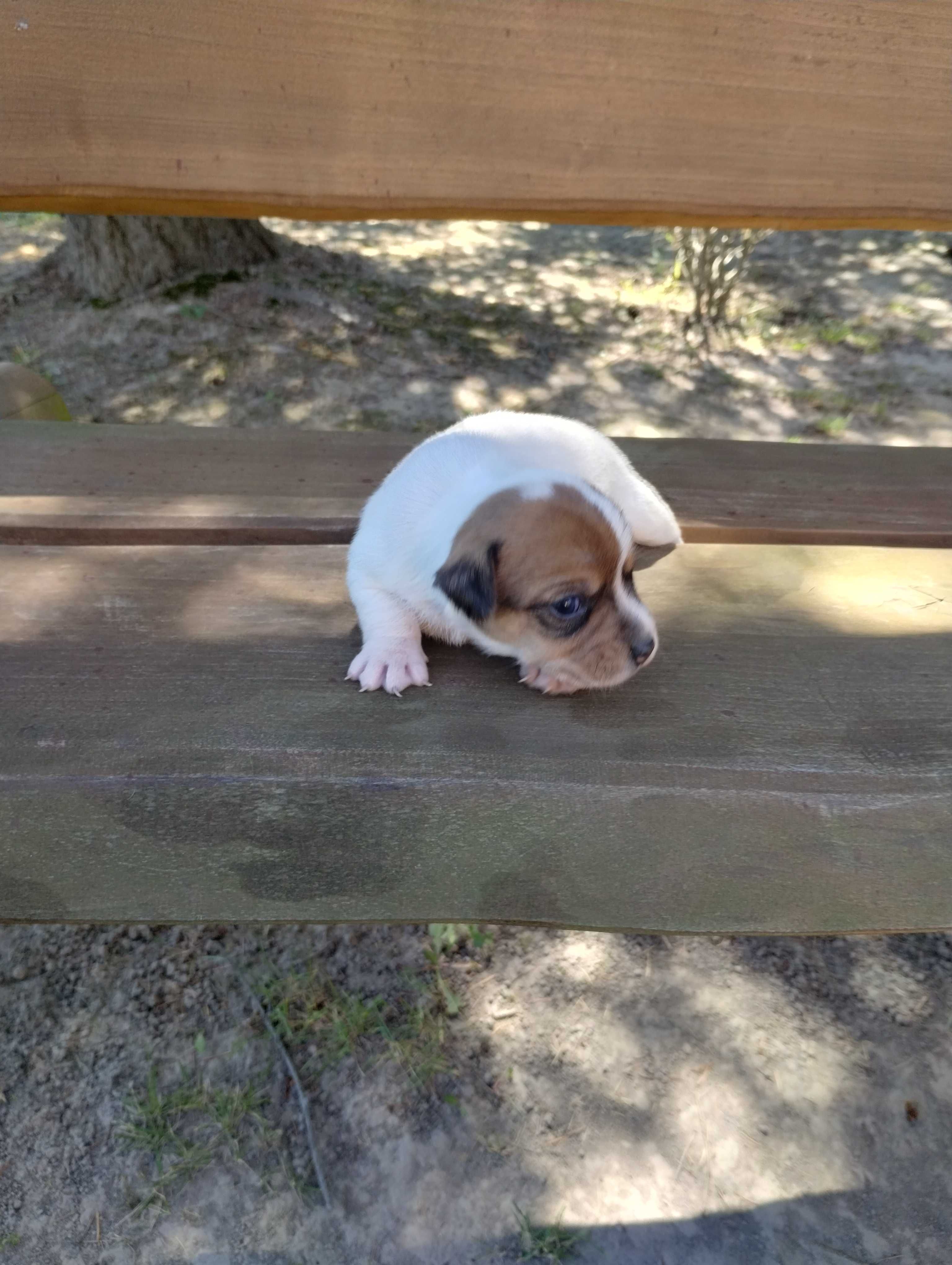 Szczeniaki Jack Russell terrier suczka 3