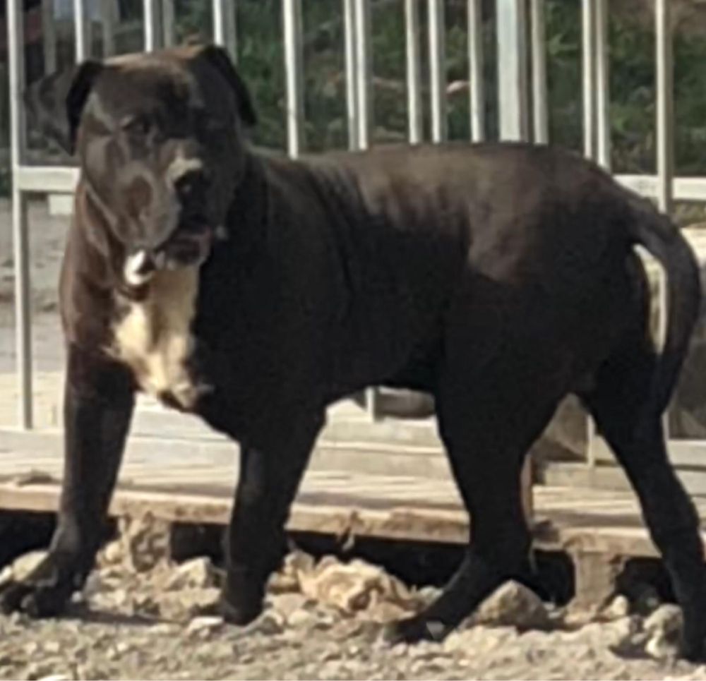 Szczeniak American Bully xl