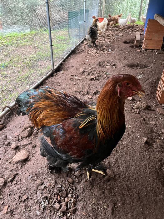 Casal brahama perdiz